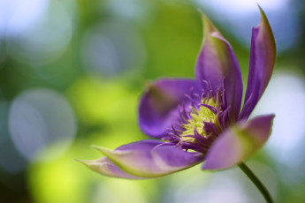 Картинка цветы клематис+ ломонос фокус лиана клематис лоза цветок розовый