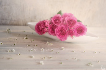 Картинка цветы розы цветение листья blossoms petals bud rose leaves роза бутон лепестки