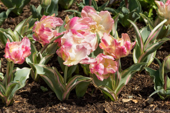 Картинка цветы тюльпаны цветок