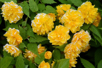 обоя цветы, желтый, цвет