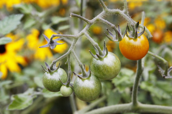 Картинка природа плоды помидоры томаты