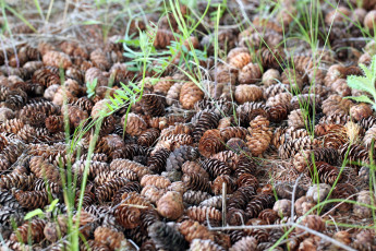 Картинка природа шишки +жёлуди +каштаны трава осень