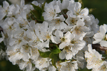 Картинка цветы цветущие+деревья+ +кустарники ветка листики цветение нежно цветочки