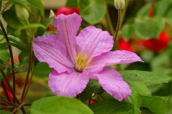 Картинка цветы клематис+ ломонос клематис цветок лепестки природа фон