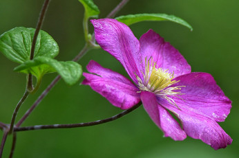 Картинка цветы клематис+ ломонос лепестки клематис княжик макро