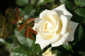 Картинка цветы розы бутон leaves роза petals rose цветение листья лепестки bud blossoms