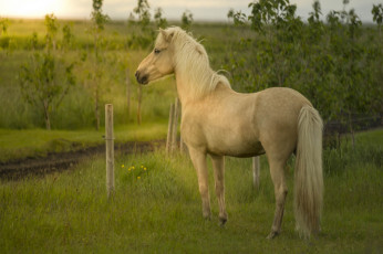 Картинка животные лошади хвост грива окрас лошадь