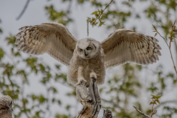 Картинка животные совы птенец филин боке сова крылья