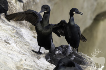 Картинка животные птицы птица окрас перья