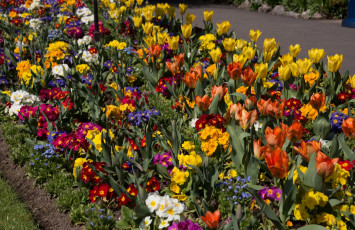 Картинка цветы разные+вместе разноцветные