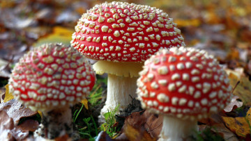 Картинка природа грибы +мухомор троица трио