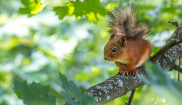 Картинка животные белки листья ветка