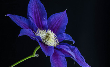 Картинка цветы клематис+ ломонос клематис лепестки цветок фон природа