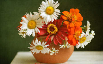 Картинка цветы букеты +композиции цинния букетик текстура ромашки