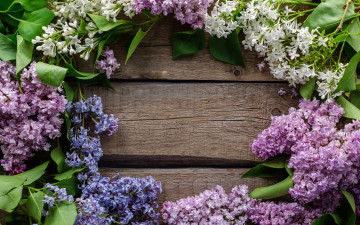 Картинка цветы сирень доски ветки