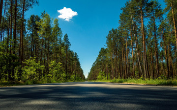 Картинка природа дороги облако лето сосны шоссе