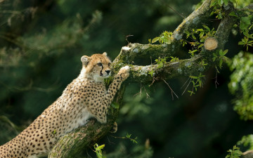 Картинка животные гепарды дикая кошка дерево гепард