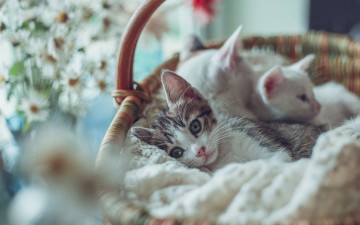 Картинка животные коты котята боке корзина