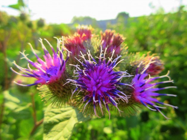 Обои картинки фото цветы, луговые , полевые,  цветы, лапух