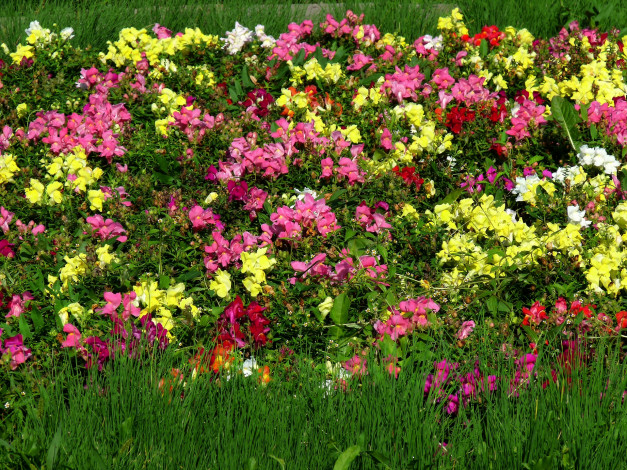 Обои картинки фото цветы, разные вместе, разноцветные