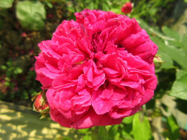 Обои картинки фото цветы, розы, роза