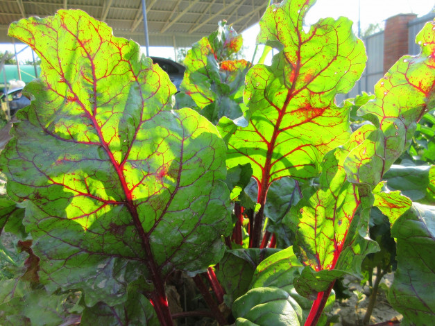 Обои картинки фото природа, листья, свёкла