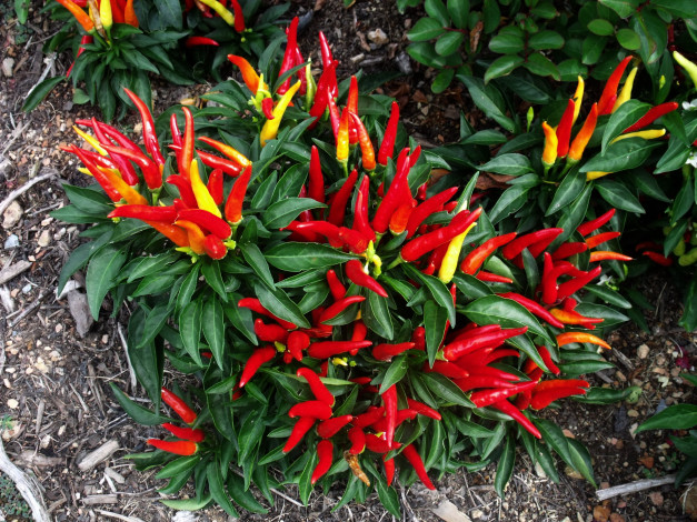 Обои картинки фото природа, плоды, чили, перец, жгучий