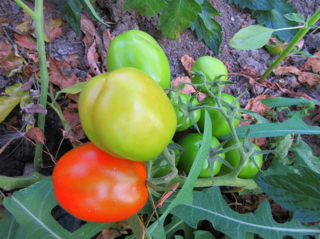 Обои картинки фото природа, плоды, помидоры, томаты