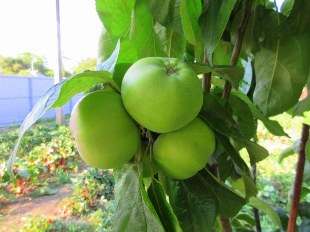 Обои картинки фото природа, плоды, яблоки