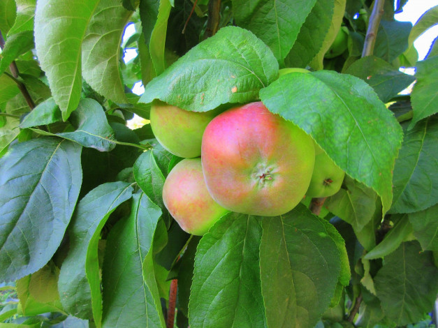 Обои картинки фото природа, плоды, яблоки