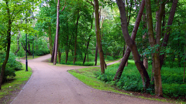 Обои картинки фото природа, парк, деревья, фонарь, аллеи