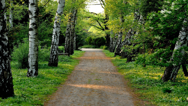 Обои картинки фото природа, парк, сирень, весна, березы, аллея