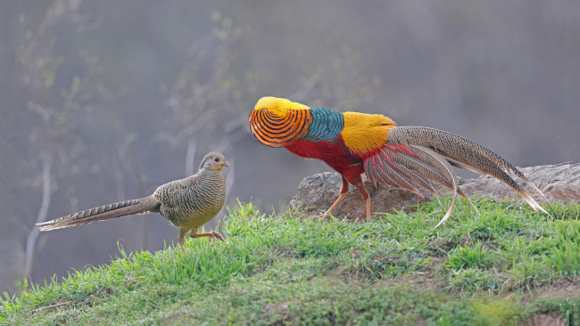 Обои картинки фото животные, птицы, перья, окрас, птица, клюв