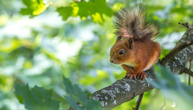 Обои картинки фото животные, белки, листья, ветка