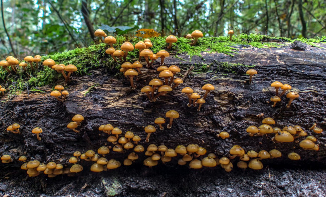 Обои картинки фото природа, грибы, грибная, семейка