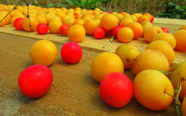 Обои картинки фото еда, персики,  сливы,  абрикосы, алыча, слива