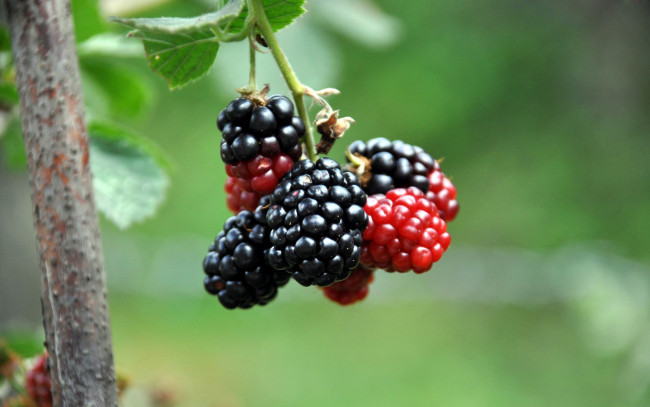 Обои картинки фото природа, Ягоды, ежевика