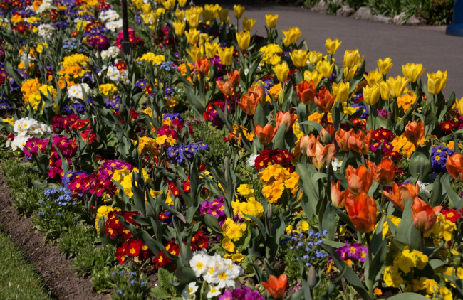 Обои картинки фото цветы, разные вместе, разноцветные