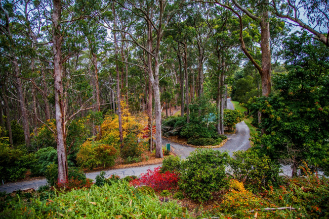 Обои картинки фото австралия, природа, дороги, деревья, кустарники