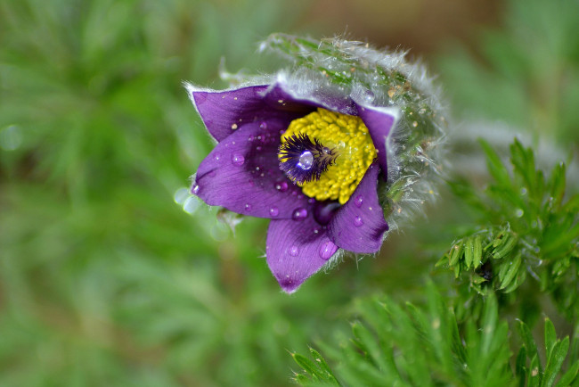 Обои картинки фото цветы, анемоны,  сон-трава, фиолетовый, цвет