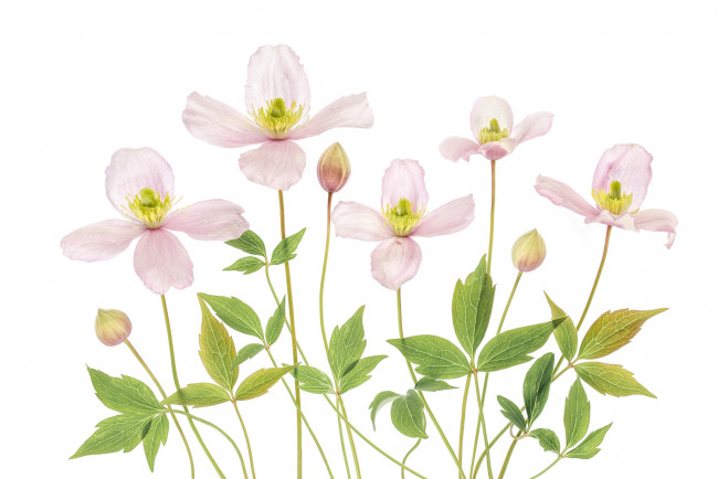 Обои картинки фото цветы, клематис , ломонос, клематис, макро, розовый