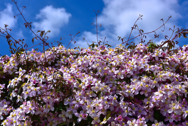 Обои картинки фото цветы, клематис , ломонос, княжик, клематис