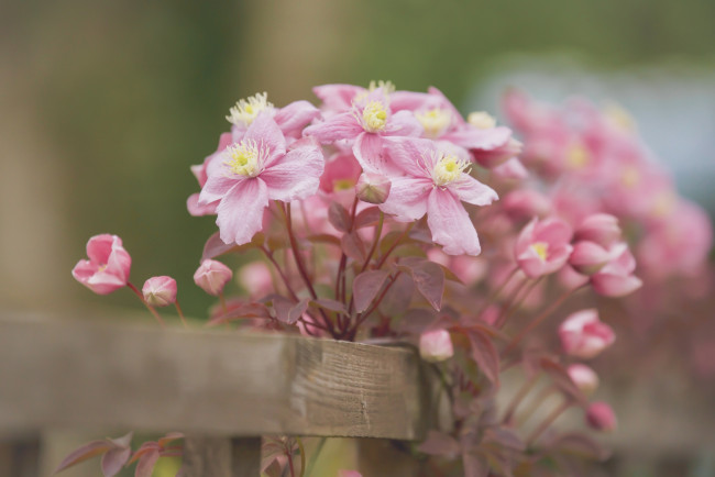 Обои картинки фото цветы, клематис , ломонос, лепестки, клематис, бутончики, боке