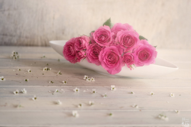 Обои картинки фото цветы, розы, цветение, листья, blossoms, petals, bud, rose, leaves, роза, бутон, лепестки