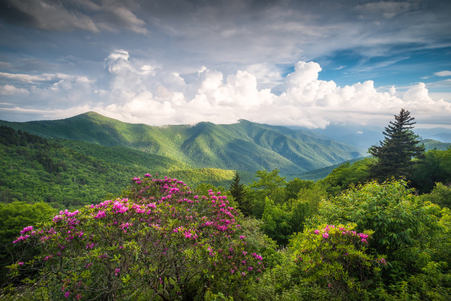 Обои картинки фото природа, горы, пейзаж, цветы, кусты