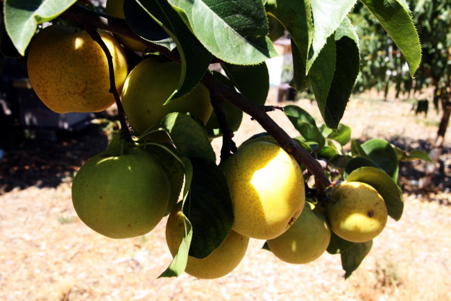 Обои картинки фото природа, плоды, яблоки