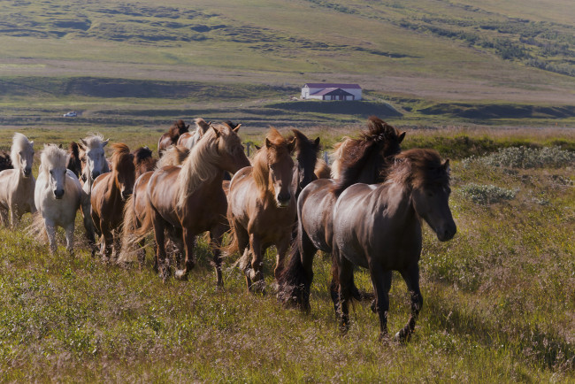 Обои картинки фото животные, лошади, большая, окрас, грива, лошадь