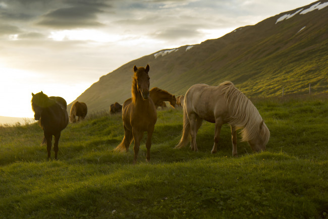 Обои картинки фото животные, лошади, грива, большая, лошадь, окрас