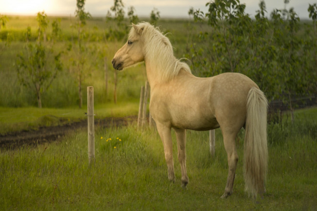 Обои картинки фото животные, лошади, хвост, грива, окрас, лошадь