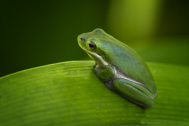 Обои картинки фото животные, лягушки, окрас, лягушка, милая, фон, макро